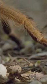 Wasp vs. Tarantula: The HORRIFYING Sting