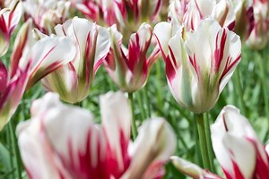 Do tulips come back? Here are 10 of the best for repeat flowering
