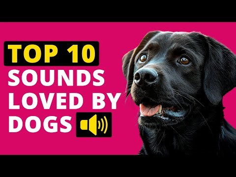 Top 10 Sounds That Make Dogs SUPER Happy! 🐶