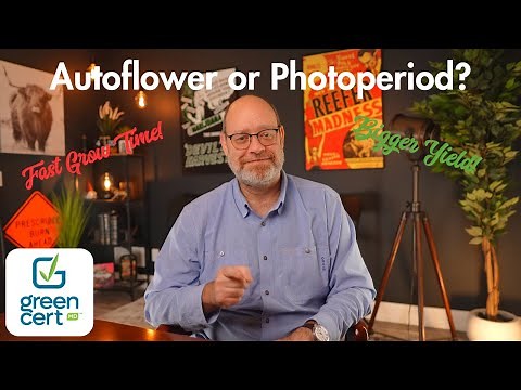 Autoflower or Photoperiod? How to Choose!