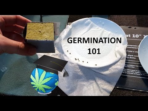 How To Germinate Cannabis Seeds - GUIDE