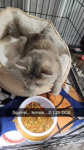 2.3K views · 47 reactions | Squirrel has recently made her way to the shelter and is beautiful! | Wet-Nose Rescue | Facebook