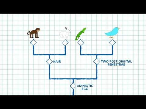 Phylogeny | Animated Science Explainer