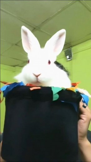 tutorial magic'show rabbit filter 🤣| how to use rabbit filter | #shorts #tutorialfilter #rabbit