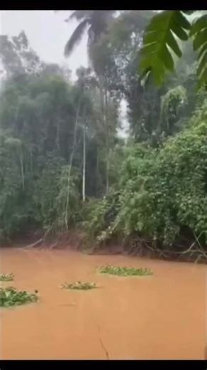 MJ Facts 🔍 on Instagram: "Imagine stumbling upon a reticulated python over 8 meters long roaming wild in Thailand’s jungles—longer than most, but not impossible for these Asian giants! While averages hit 4-6m, exceptional ones stretch further. In Peru and Brazil’s Amazon, anacondas top 10-12m per rare records. Ancient legends from both regions whisper of boat-sinking, people-vanishing serpents—science hasn’t confirmed, but the jungle’s mysteries endure. Nature’s giants command respect! Support,