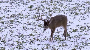 250K views · 212 reactions | Watch Gregg Ritz close the deal on a giant Illinois whitetail with his MXB Sniper Lite. | Mission Archery | Facebook