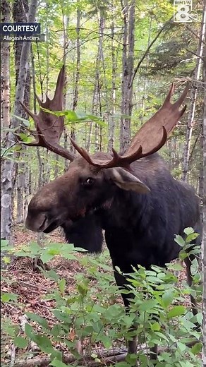 Moose charges at man in Maine