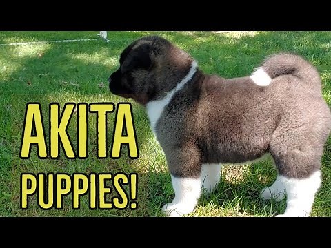 Akita Puppies! | The Akita Life
