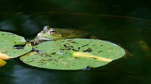 Frog, Pond, Water-Frog