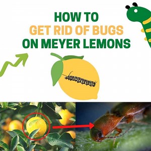 Get Rid of Meyer Lemon Tree Pests (What's Eating My Leaves?) | BugWiz
