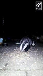 Another wonderful video from Angie @Bramble House UK As you can hear, badgers aren’t as silent as they seem, in fact they are chatty little critters. They grunt, snuffle, bark, growl - and even scream! They use sound to communicate with their clan, whether it’s a warning, a scolding, or a love call. Little Squeak certainly has a lot to say to their Mum ❤️🦡 | Badger Trust