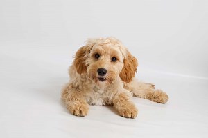 How Much Does a Cockapoo Cost? (2025 Price Guide)