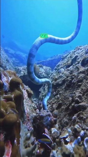 The Silent Assassin : Dubois' Sea Snake