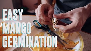 How to Grow a Mango Tree from Seed the Easy Way | The Survival Gardener