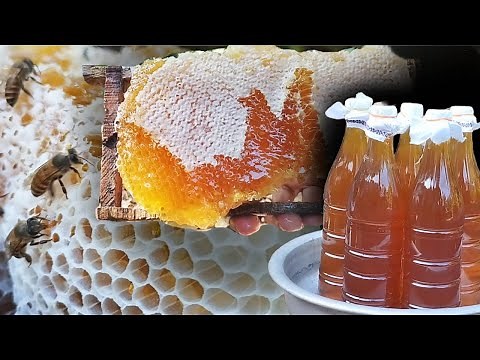 Honey Harvesting - full process from beehive to jars