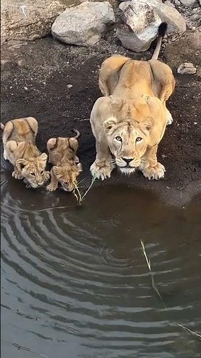 Lioness Crossing the River with Her Tiny Cubs | Gir National Park | Asiatic lion