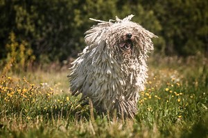 The 30 Most Unusual and Uncommon Dog Breeds