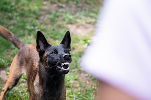 Virginia Dog Bite Lawyer for Dog Attack Victims | Serpe Firm