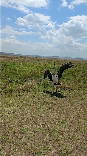 Marabou Stork: Large wading birds native to sub-Saharan Africa, known for their scavenging habits