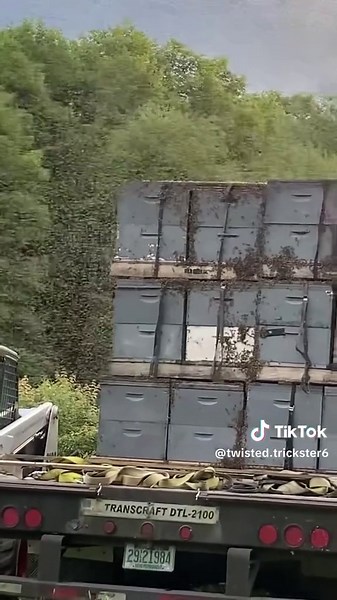 Honey bee transport. #honeybees #trucking #transport #bees #swarm | Honey Bee