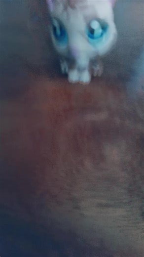 Exploring My Love for Wolves in LPS