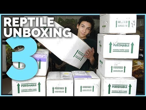 Unboxing 20 New Reptiles! Big & Small Lizards, Pythons, Boas, Geckos and More