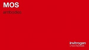 MOS antibodies from Thermo Fisher Scientific