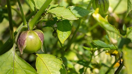 11 Gardening Mistakes To Avoid If You're Growing Tomatillos
