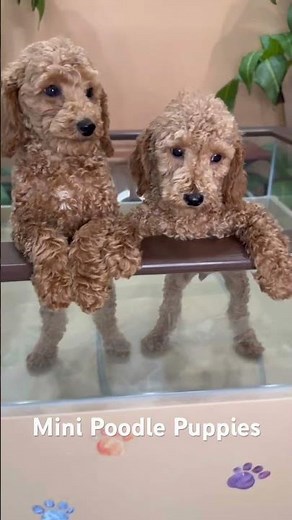 The AKC Miniature Poodle: Elegance, Intelligence, and Charm in a Compact Package 🐩💫