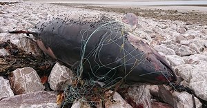 Prevent deaths in nets - Whale and Dolphin Conservation