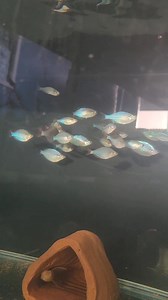 Illuminecent Praecox Rainbow Fish aka Neon Dwarf Rainbowfish juveniles available @ both locations! 762-1223/755-8688 | FISHY Bizniz FARM