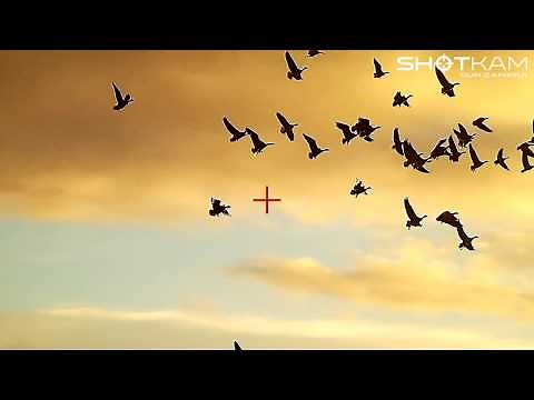 Bird Hunting - Goose, Pheasant and Quail - by ShotKam