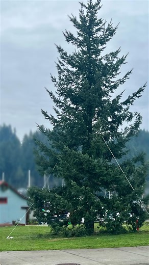 1.5K views · 13 reactions | One of our favorite traditions each year is watching the Christmas tree go up in Jerisich Park! Don’t forget to swing by downtown for the annual tree lighting tonight at 4:30. Pop across the street for a hot chocolate, peppermint mocha or even a glass of wine and soak in all the festive fun | Java & Clay Cafe | Facebook