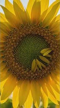 The Time-lapse video of a Sunflower Life Cycle #sunflower