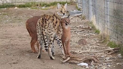 30K views · 1.2K reactions | African serval Goya and caracal Sorcha are such good friends, despite being different wildcat species. But servals and caracals have a lot of similiarities. Both wildcats can jump at least 10 feet vertically to catch birds. In fact, we have occasionally noticed piles of feathers in their habitat. They require heated dens as they are native to Africa. Caracals are also native to Turkey. | Safe Haven Wildlife Sanctuary | Facebook