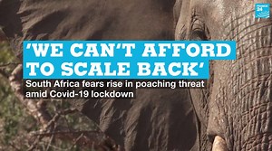 2K views · 46 reactions |  Despite a country-wide lockdown, #SouthAfrica’s anti-poaching rangers remain on patrol, protecting one of the country’s most valuable resources at a time when conservationists fear a lack of tourists may be putting rare animals at greater risk from illegal hunting | FRANCE 24 English | Facebook
