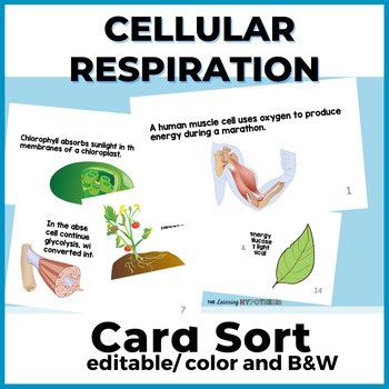 Cellular Respiration, Fermentation, & Photosynthesis Review Activity Card Sort