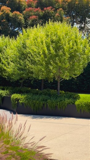 Top 6 Feature Trees 🌳 Feature trees are chosen for long term structure, shade and standout form. Acer palmatum (Japanese Maple) A refined feature tree loved for delicate foliage and seasonal colour. 🍃 Tolerates: part shade, frost 🍃 Watering: moderate, consistent moisture 🍃 Hardiness: frost hardy, dislikes hot winds 🍃 Max height: 4 to 8 m Phoenix roebellinii (Dwarf Date Palm) A compact palm that brings an instant tropical look to courtyards and pool zones. 🍃 Tolerates: heat, coastal, part s