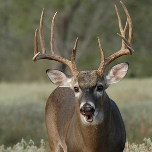 Deer Vision: Avoid Being Seen - North American Whitetail