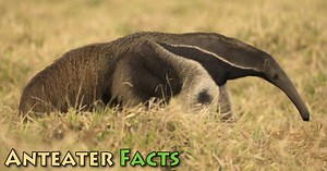Anteater Facts & Information For Kids, With Pictures & Video.