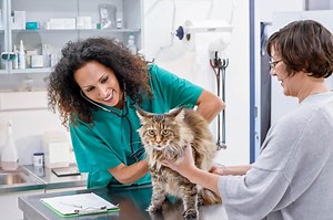 What to Do if Your Cat Is Throwing Up Worms | LoveToKnow Pets