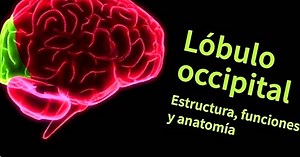 Occipital lobe: anatomy, characteristics and functions - yes, therapy helps!