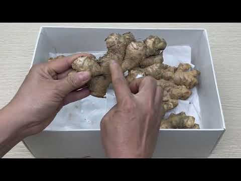 How to preserve fresh ginger for 1 year – no drying, no spoilage
