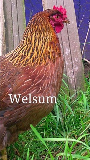 Top 10 Chicken Breeds for Beginners