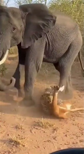 Leopard Attacks Deer | #animals #leopard #viral #tranding #elephant #shorts #ytshorts