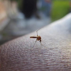 So, Does Irish Spring Soap Repel Mosquitoes?