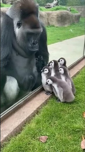Gorilla sees baby penguins (SUPER cute) for the first time