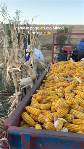 Exploring Mixed Farming Techniques in Agriculture