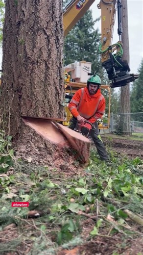 Cutting Down a Tall and Big Tree Near a House Using a Chainsaw | Cutting trees Full Safety Gear