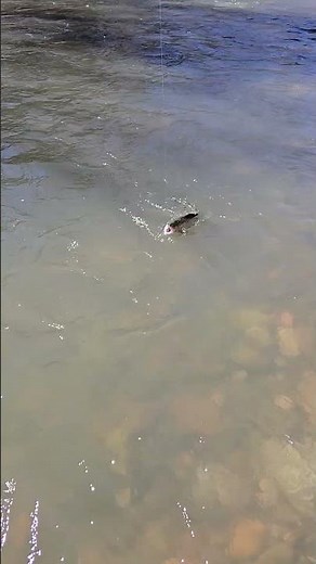 Santa Fe, New Mexico Outdoors | Morning on the Pecos: Guided Fishing Trip in Northern New Mexico